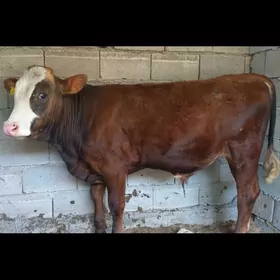 ÖKUZ SIMENTAL GURAT