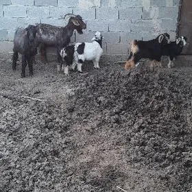 ekiz owlakly geciler