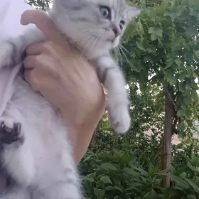 шотландский котята