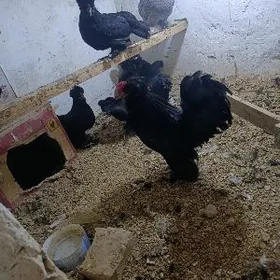 karlik yumurtka juje bar