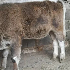 ŞWES OKÜZ ARASSA MÌŞKA