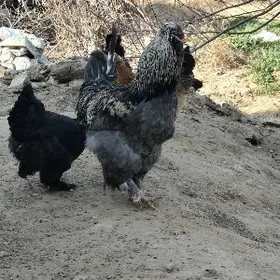 тройка двойка товуклар