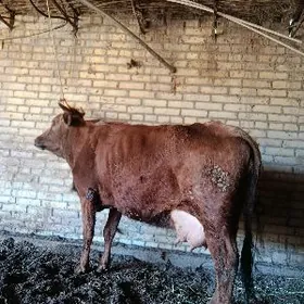 голели сыгыр