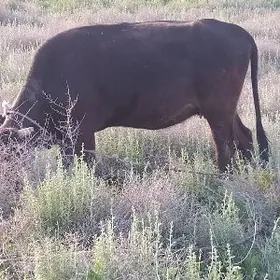 2-nji garny bogaz sygyr