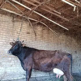 арасса шивет голели сыгыр