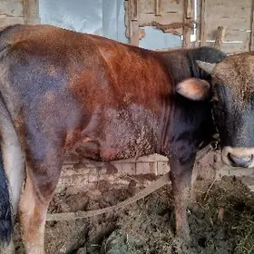 sygyrlar we öküzleriki sany ö