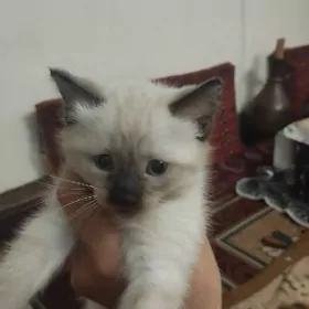 Тайские котята 