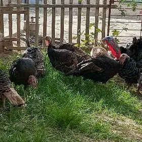 semiz matka undiklar