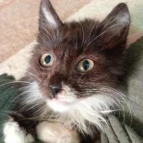 Котёнок мальчик