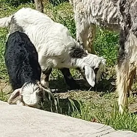 овлаклы гечи