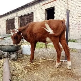 Öküz Şiwet 11 aýlyk