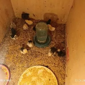 serama juje fizan juje kareski