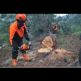 Agaç bag kesýänçi ýolka