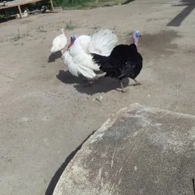 еркек индук