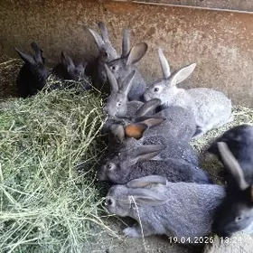 сагдын товшанлар