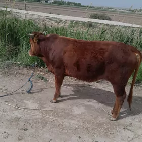 öküz öküzçe gunajyn