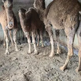 Gysyr duye torumly duye