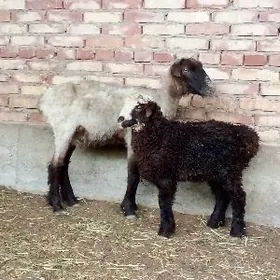 Goýunlar Guzuly (ekiz , ýalky)