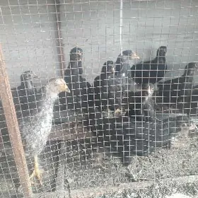 товук жуже Гигант порода