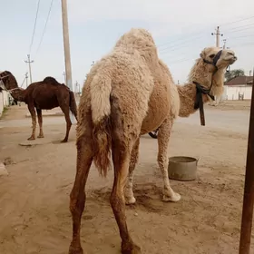 ak maya duye 2 botlan