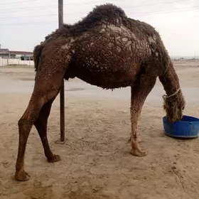 kosekli duye 5 botlan