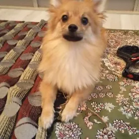 Собака Шпиц