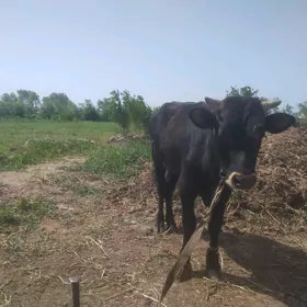 бакылан окуз