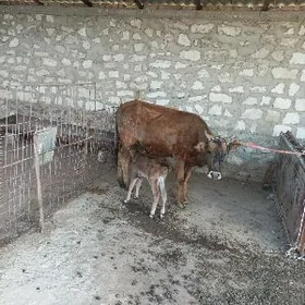 голели. сыгыр