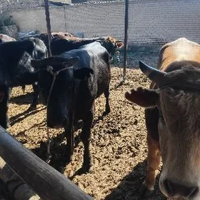 bakyladogyn okizlerr 5sany bar