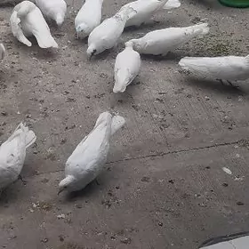 kepderl голуби