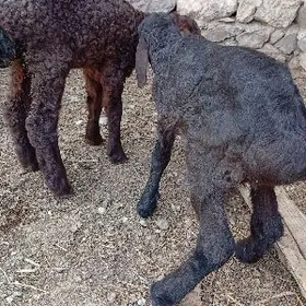 gozy guzylar berre owlak goyon