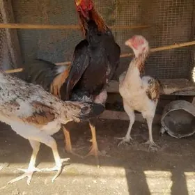 Baysy horaz we makiler