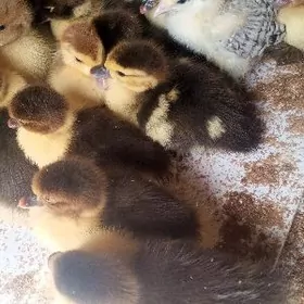 indutga ördek juyje