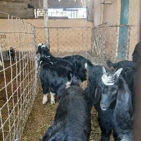 berre cykan cebisler