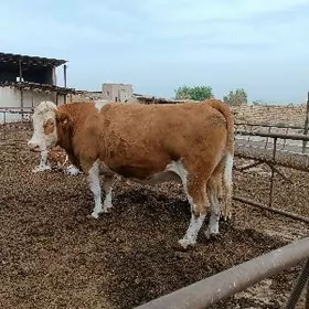 симментал сыгыр