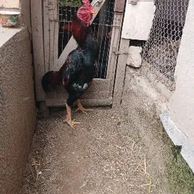 байес хораз