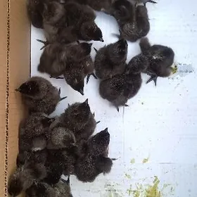 Lakedanzi jüje eti, süňki gara