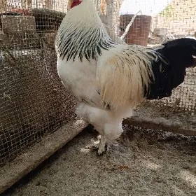 Brama horoz original