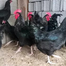 Gigant towguň ýumurtga jüje