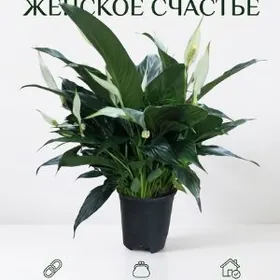 Спатифилиум