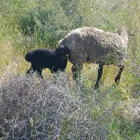 GUZULY GOYUN  BOGAZ GOÝUNLAR.