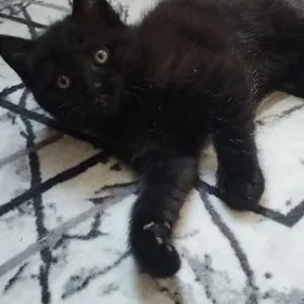 домашние животные