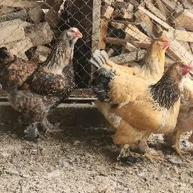 brama towuk yumurtga