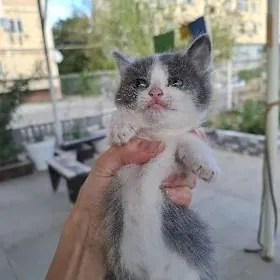 КОТЁНОК ДЕВОЧКА