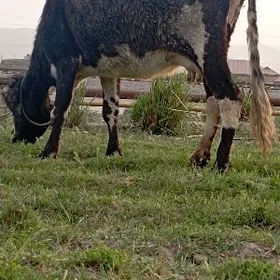 Göleli sygyr Göleli sygyr