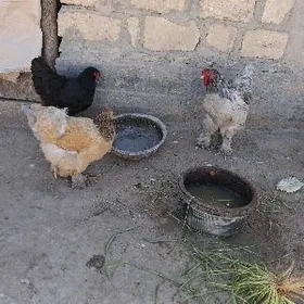 Brama towuk juyjesı