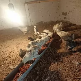 karlyk карлык jüje