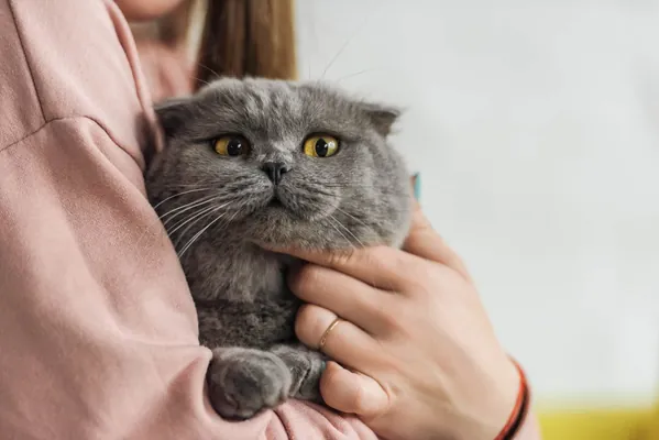 Кошкам плевать на людей, доказали ученые. Они не помогают человеку без выгоды