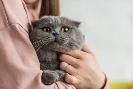 Кошкам плевать на людей, доказали ученые. Они не помогают человеку без выгоды