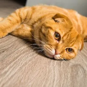 Рыжий вислоухий кот